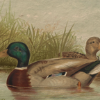 The Waterfowl No. 01 - Archival 8 x 10" Framed Mallards on Pond Fine Art Print