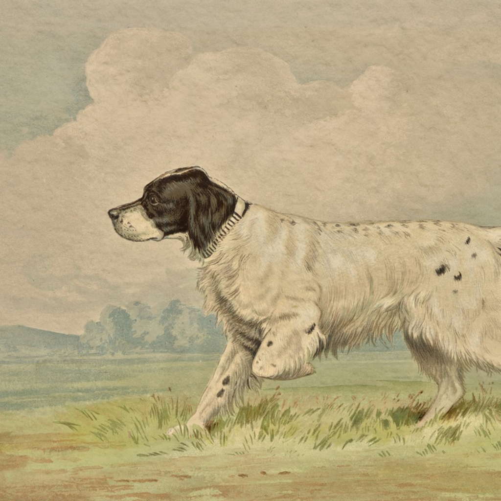 The Field Dog No. 01 - Archival Deckled Edge Framed Retriever Print