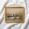 The Waterfowl No. 02 - The Buffle-Headed Duck