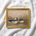 The Waterfowl No. 02 - Archival 8 x 10" Framed Bufflehead Ducks Fine Art Print