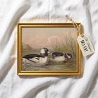 The Waterfowl No. 02 - Archival 8 x 10" Framed Bufflehead Ducks Fine Art Print
