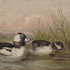 The Waterfowl No. 02 - Archival 8 x 10" Framed Bufflehead Ducks Fine Art Print