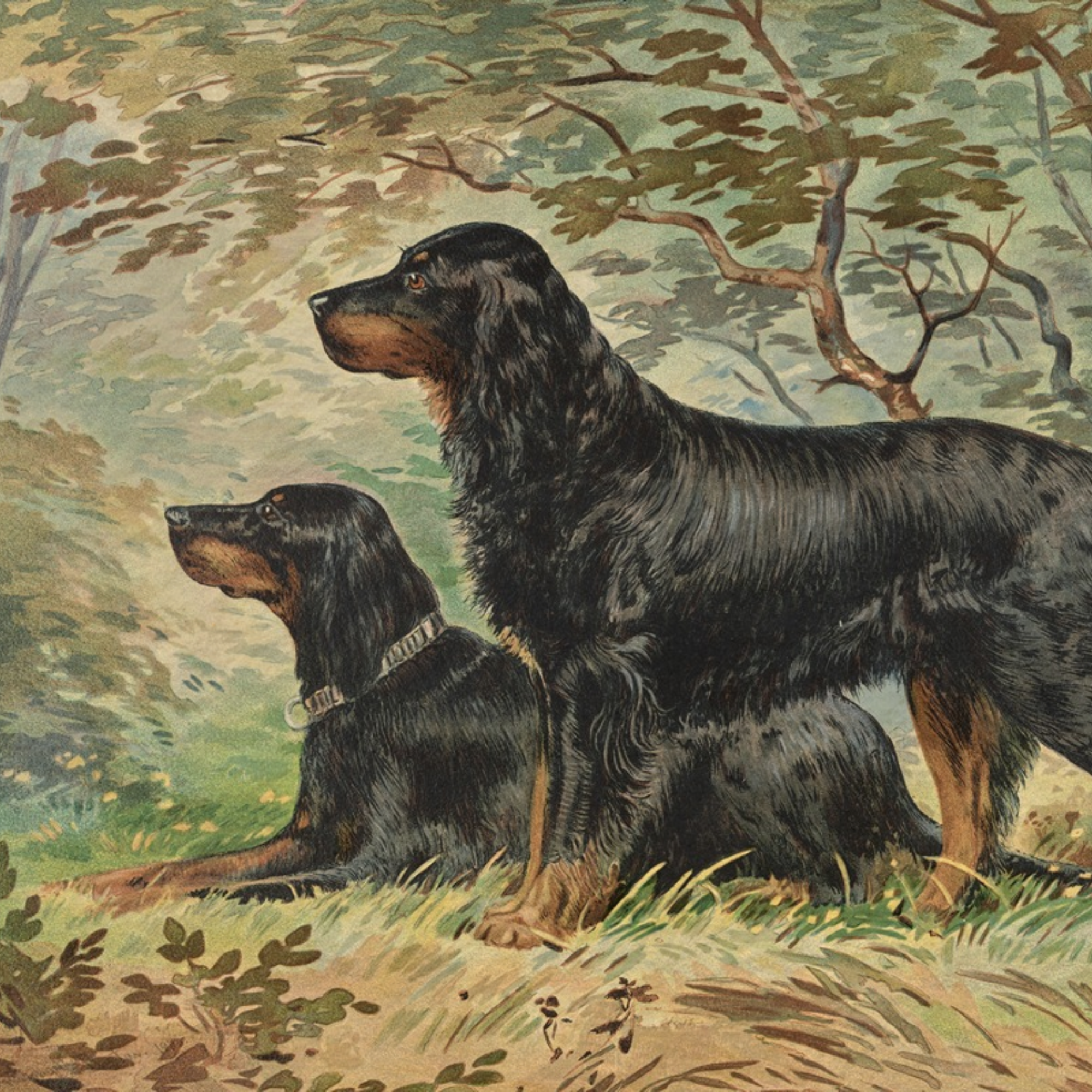The File Dog No. 07 - 5x7 Framed Fine Art Gordon Setters Hunting Portrait