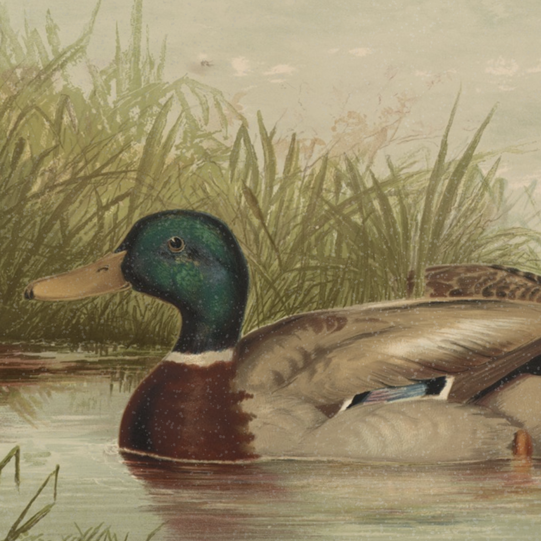 The Waterfowl No. 01