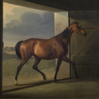 The Paddock No. 11