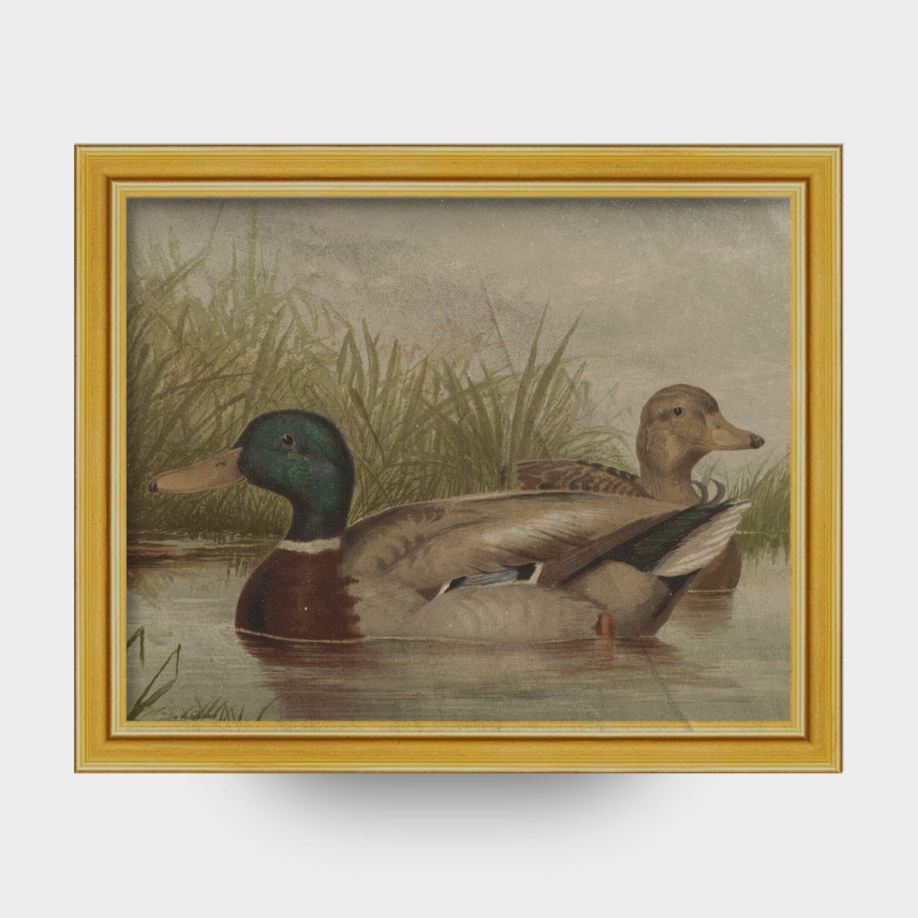 The Waterfowl No. 01