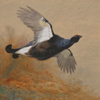 Autumn No. 06 - Archibald Thorburn Framed 16" x 20" Fine Art