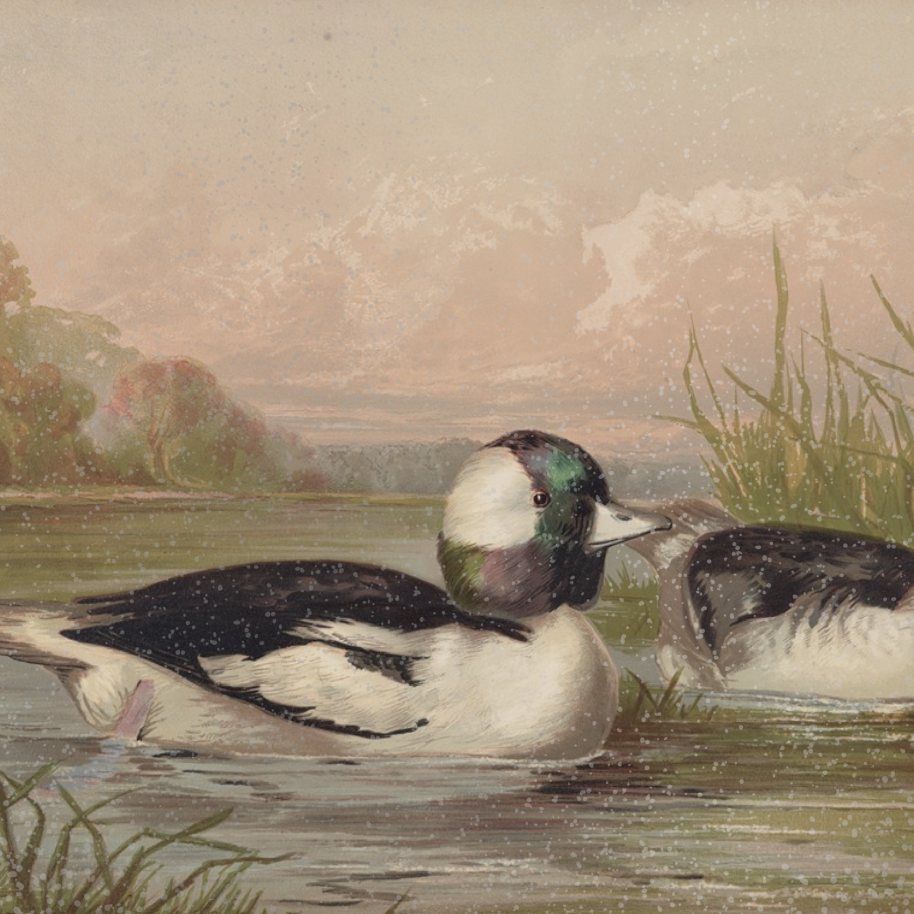 Waterfowl No. 02
