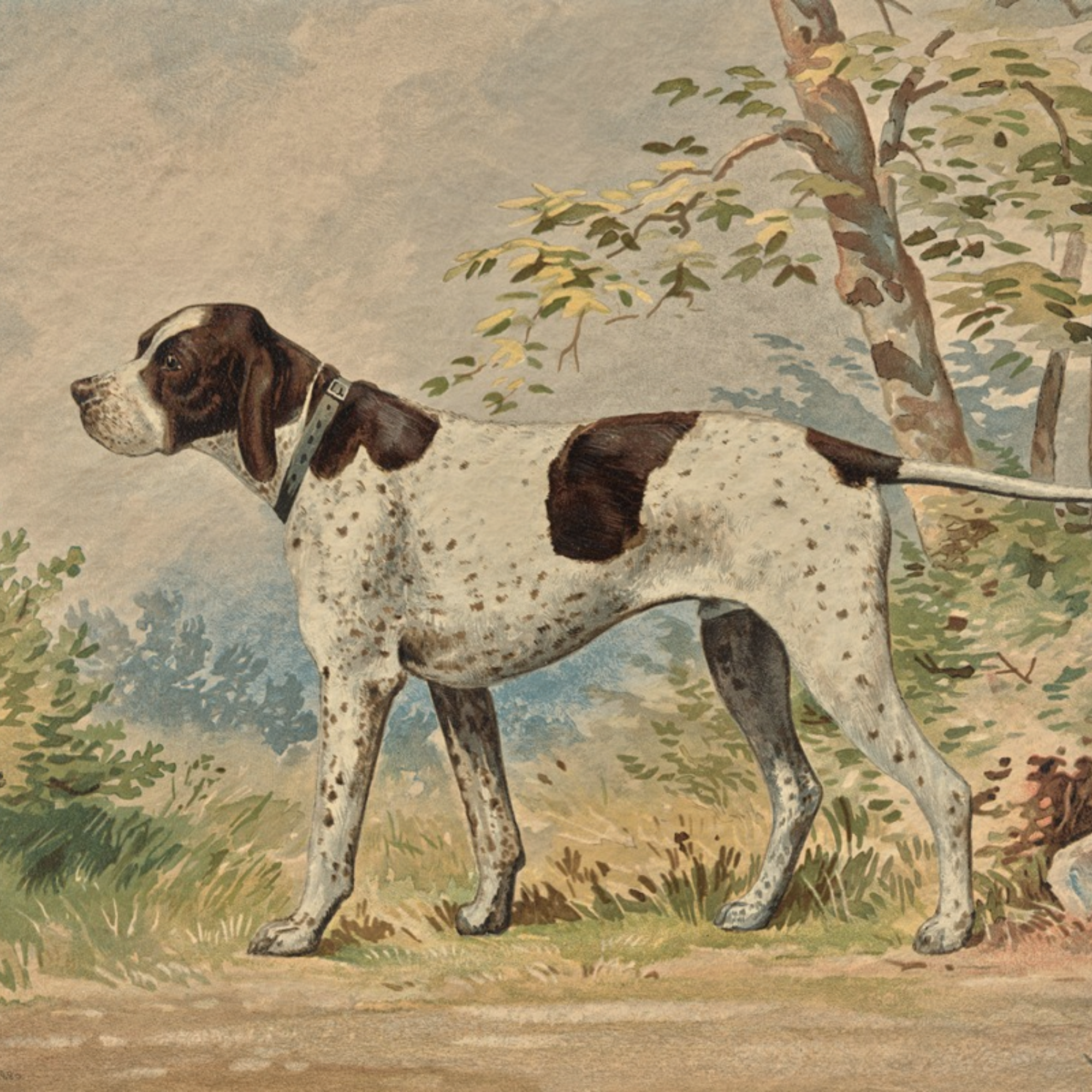 The Field Dog No. 02 - Archival Deckled Edge Framed Hunting Dog Print