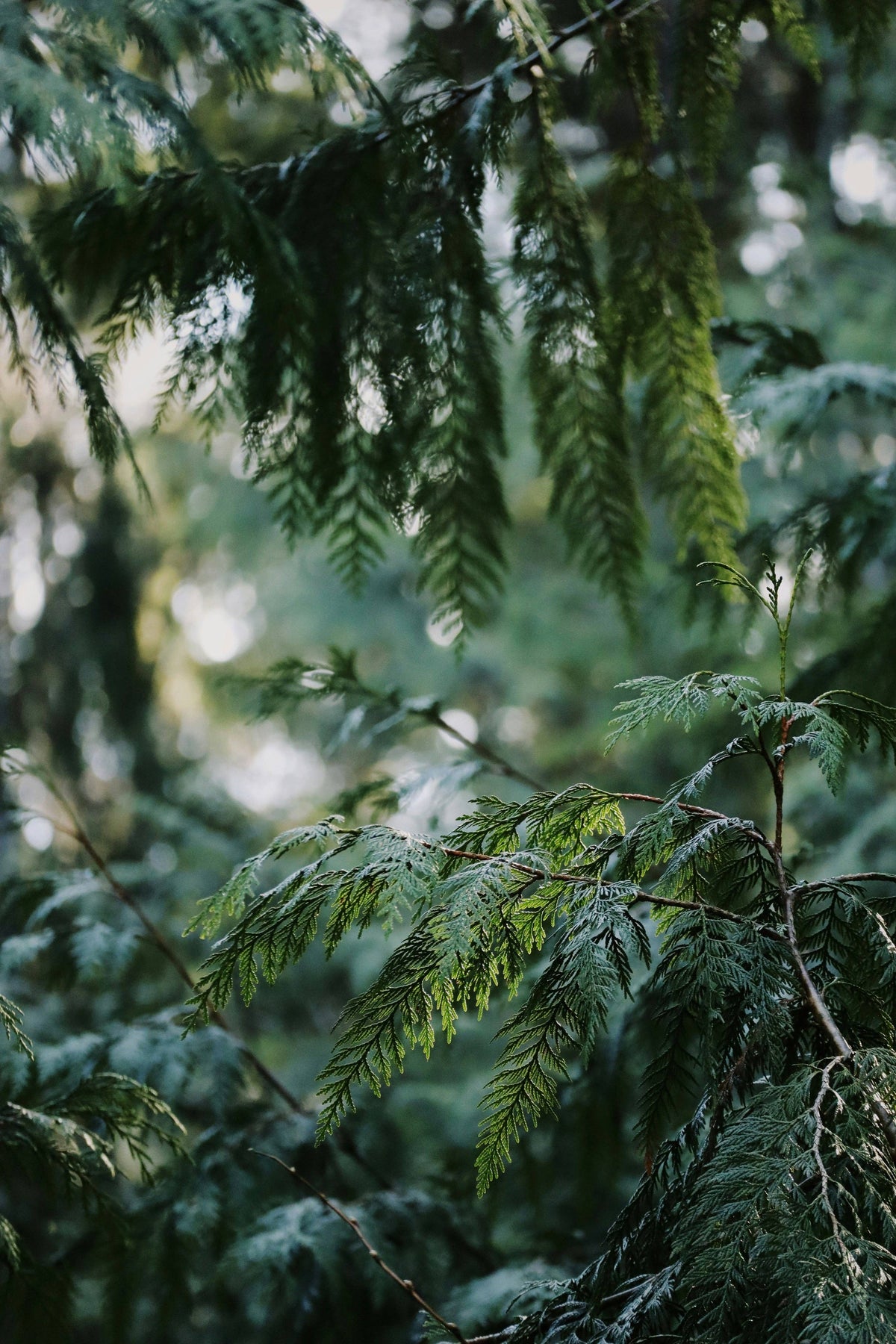 Fresh Western Red Cedar Boughs