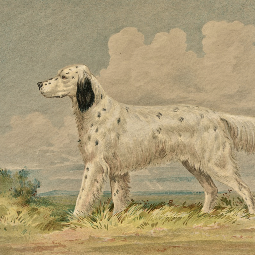 The Field Dog No. 03 - Archival Deckled Edge Framed Sporting Dog Print