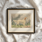 The Field Dog No. 04 - Archival Deckled Edge Framed Fine Art Retriever Print