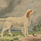 The Field Dog No. 04 - Archival Deckled Edge Framed Fine Art Retriever Print