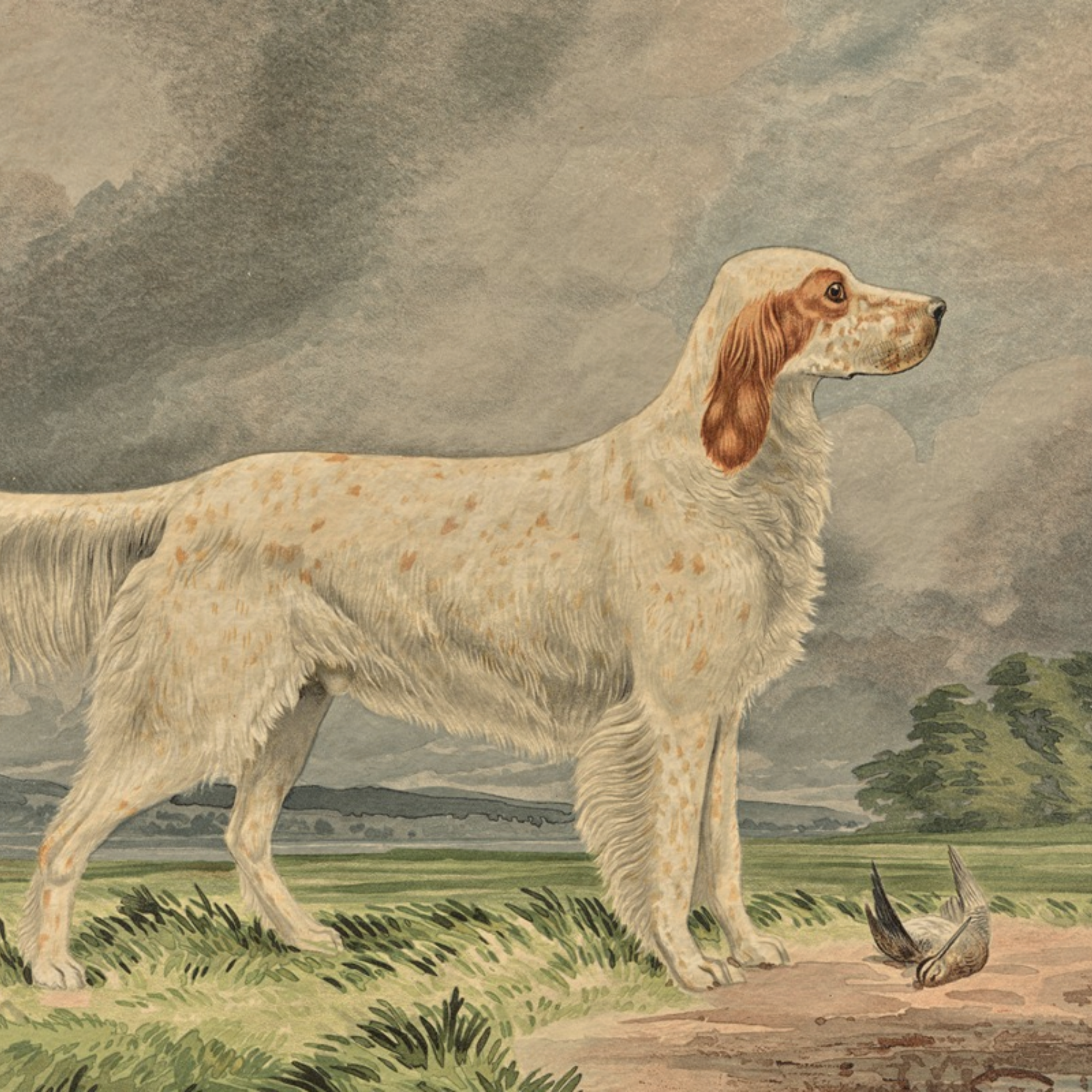 The Field Dog No. 04 - Archival Deckled Edge Framed Fine Art Retriever Print
