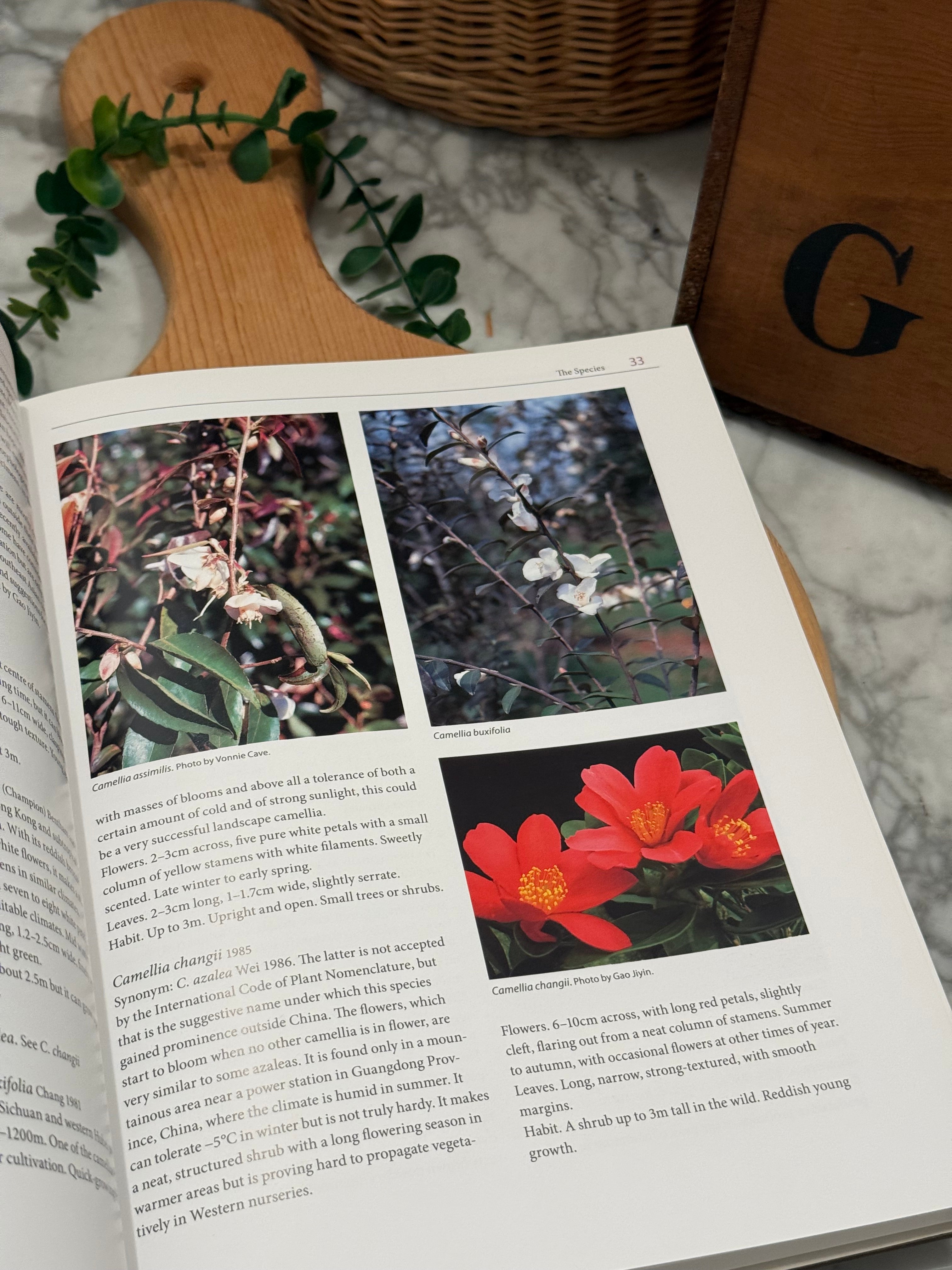 Camellias The Garden's Encyclopedia Book