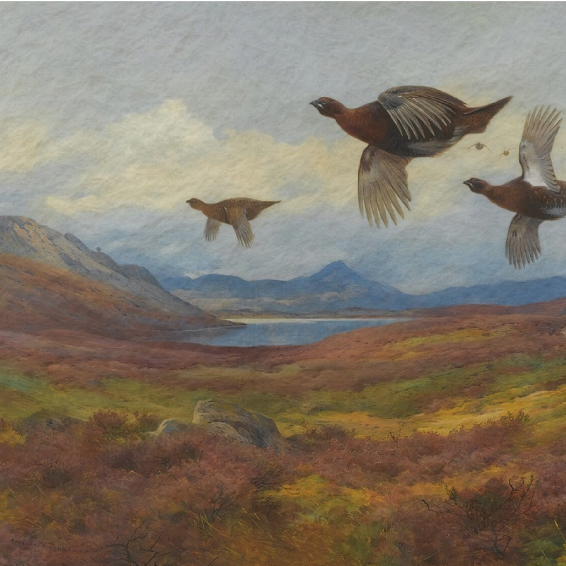 The Waterfowl No. 03 - Archival 36" x 20" Framed Red Grouse Archibald Thorburn Art Print