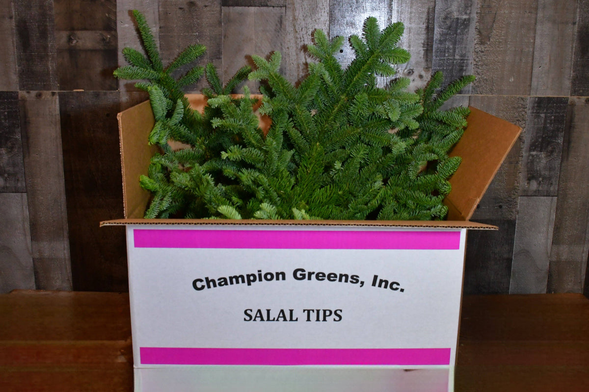 Fresh Noble Fir Boughs