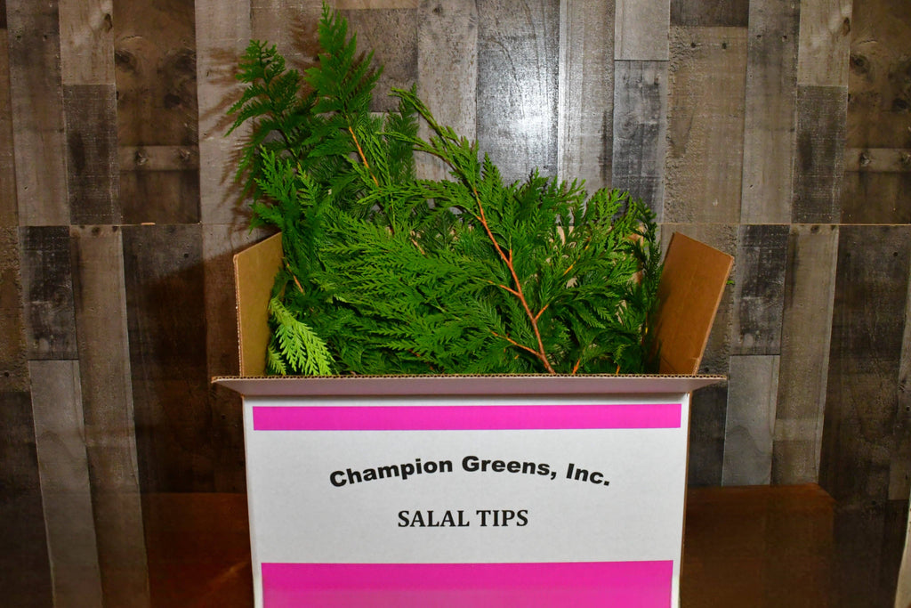 Fresh Western Red Cedar Boughs