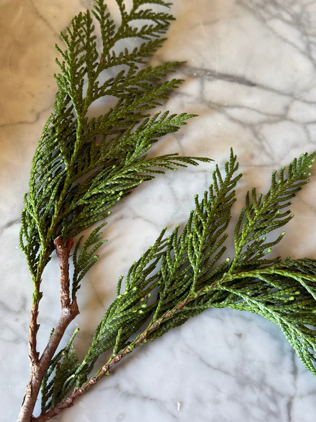Fresh Western Red Cedar Boughs