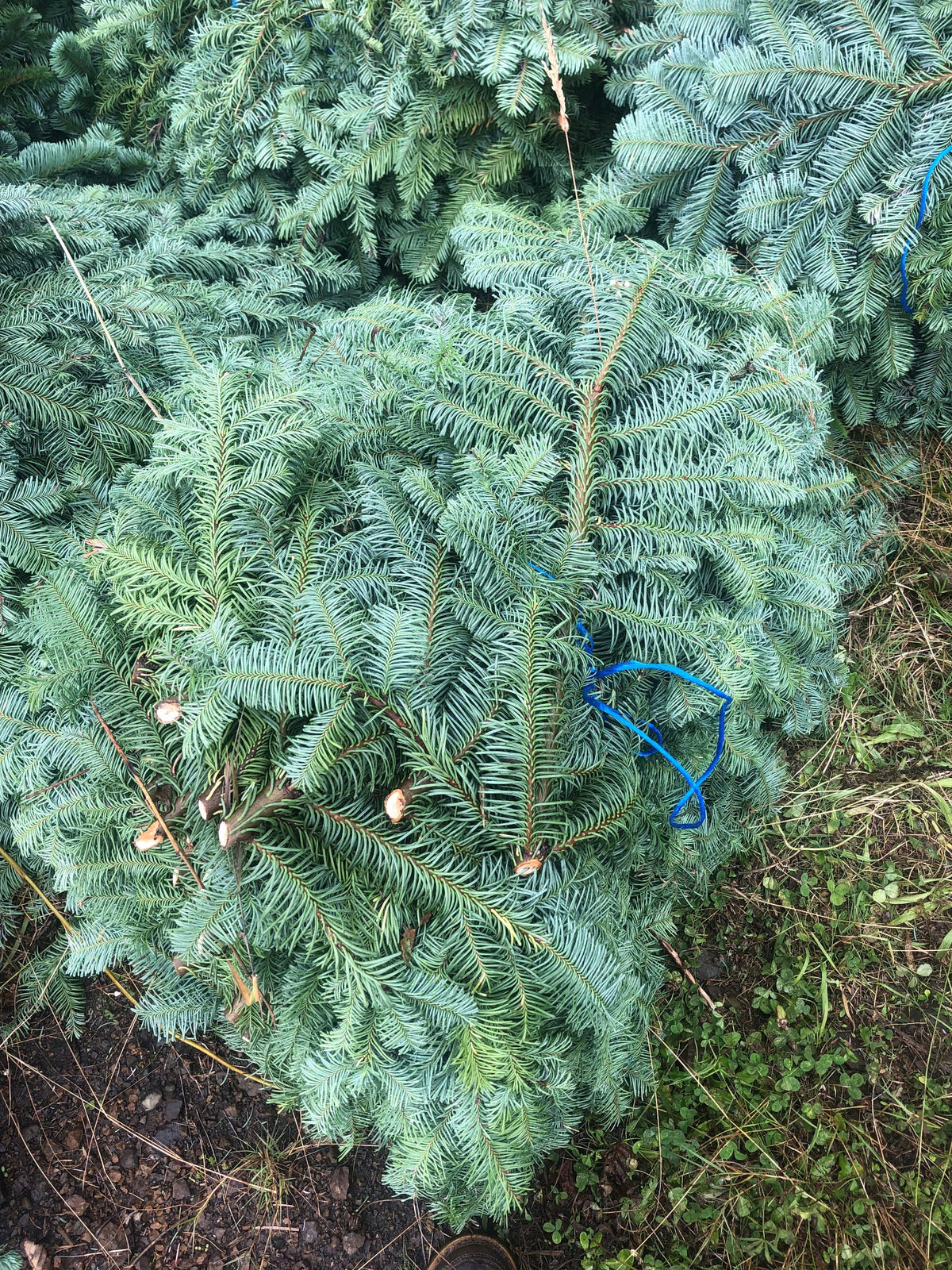 Fresh Noble Fir Boughs