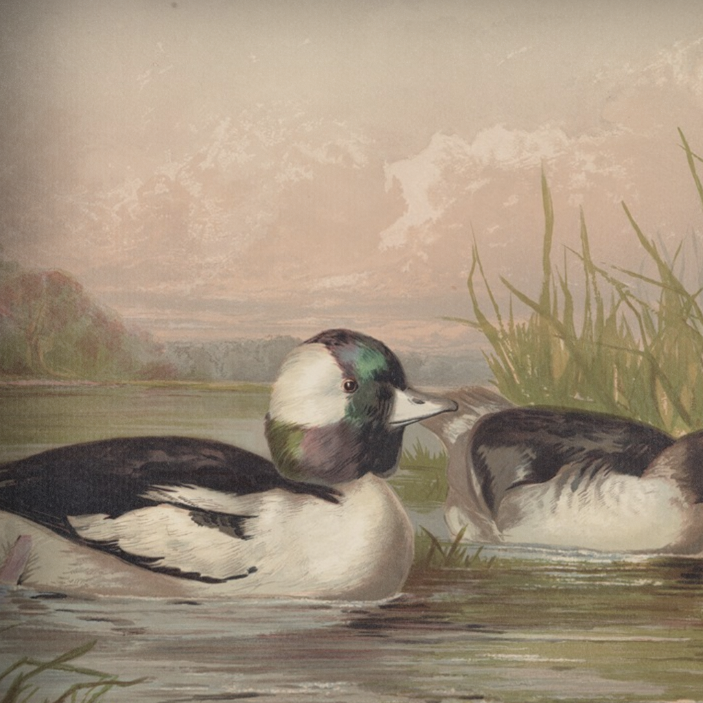 Detail view of the high-quality textures of the Waterfowl No. 02 print, showcasing the intricate plumage of the Buffleheaded Duck (Bucephela Alveola).