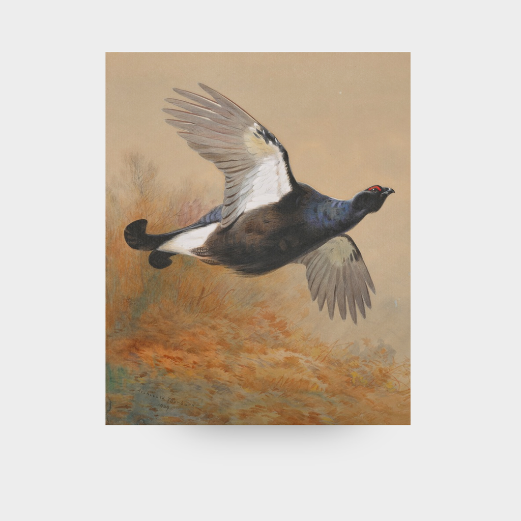 A full-facing view of the Autumn No. 06 wildlife art print featuring blackgame in flight over a highland landscape, displayed against a clean, neutral solid background.