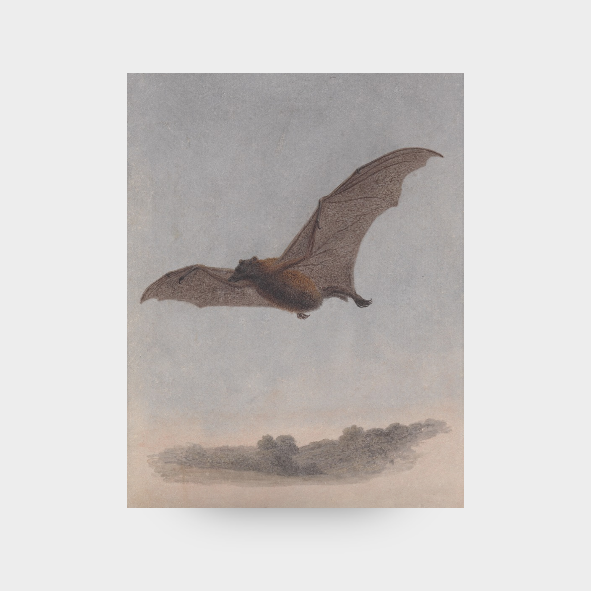A full-facing view of the Autumn No. 07 wildlife art print featuring a detailed vintage study of a vampire bat, displayed against a clean, neutral solid background.