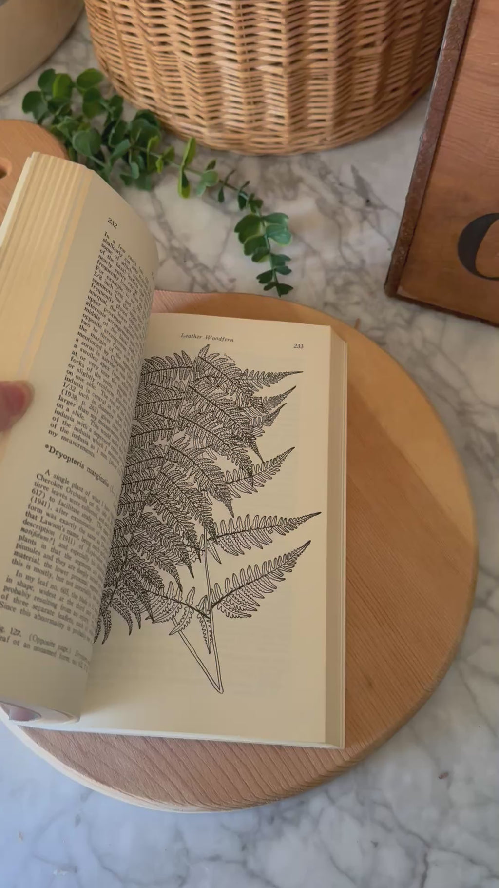 Vintage Ferns of the Eastern Central States Book