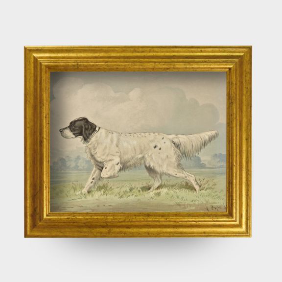 The Field Dog No. 01 - A vintage 1880 study of a Standing Spotted Retriever by Alexander Pope Jr., restored fine art reproduction.