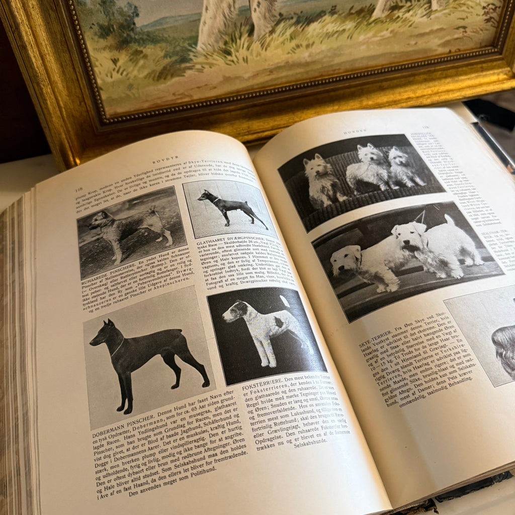 Detailed color plate of dog breeds from the 1928 Danish natural history book Dyrenes Liv.