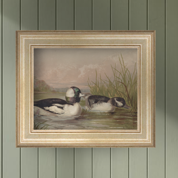 A close-up view of the Waterfowl No. 02 vintage art print styled in a rustic wooden frame hanging on a sage green wall in a cozy living room.