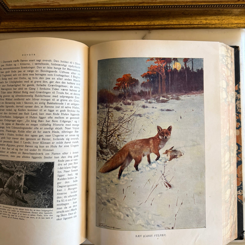 Detailed color plate page of a fox from the 1928 Danish natural history book Dyrenes Liv.