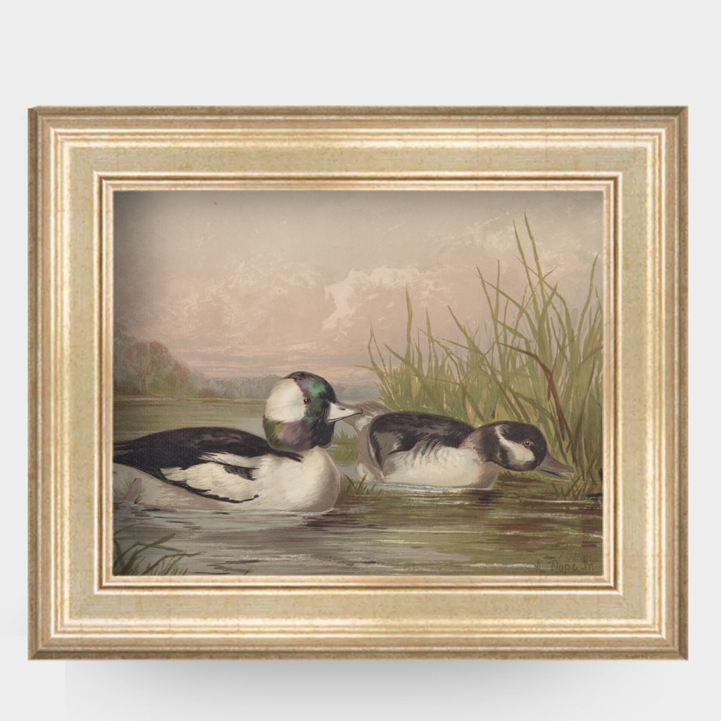 A vintage 19th-century illustration of a Bufflehead duck by Alexander Pope Jr, titled Waterfowl No. 02, shown in an ornate antique gold frame.