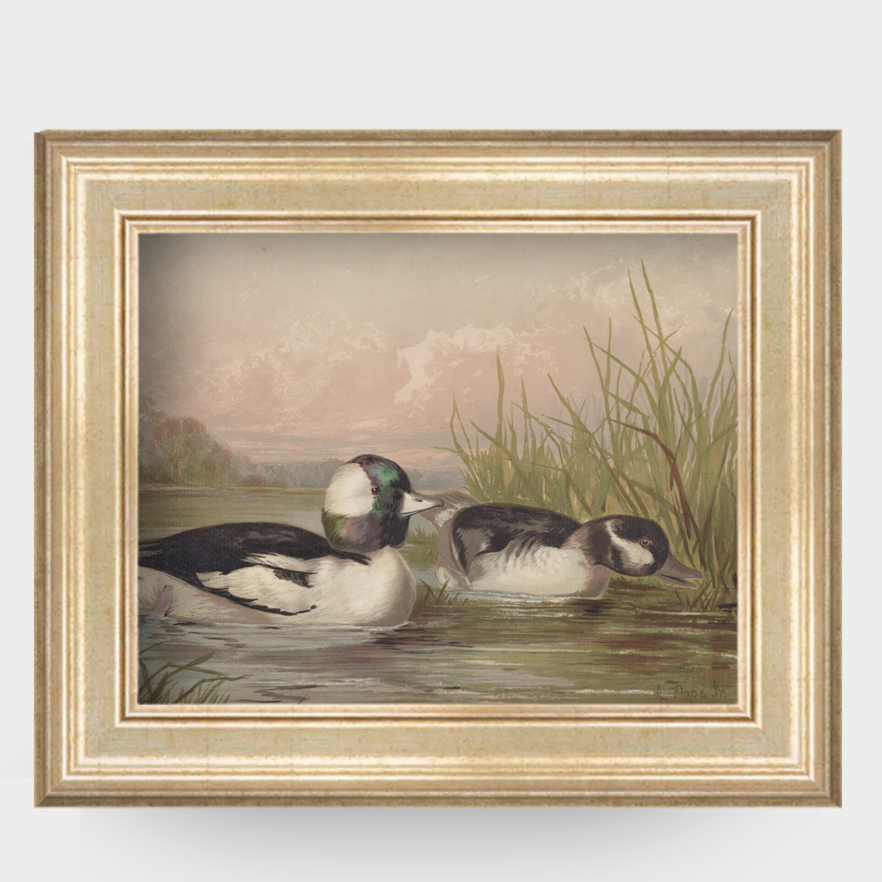 A vintage 19th-century illustration of a Bufflehead duck by Alexander Pope Jr, titled Waterfowl No. 02, shown in an ornate antique gold frame.